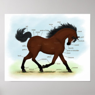 Pferd mit Anatomie-Poster der Blaze Equine Poster