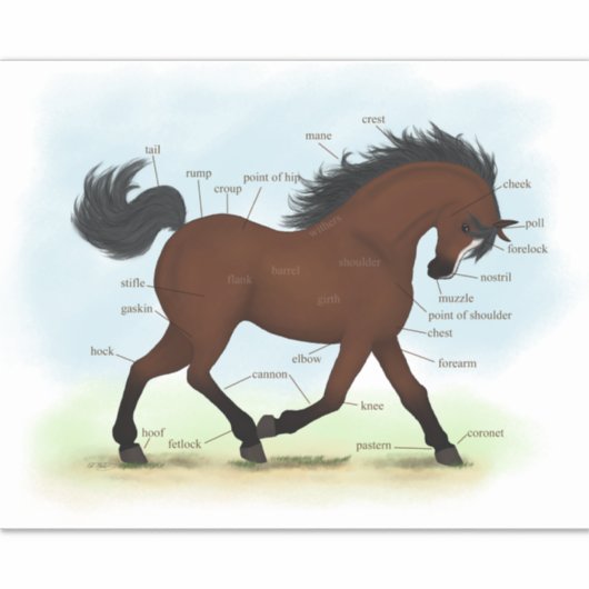 Pferd mit Blaze Equine Anatomie Diagramm Diagramm Aufkleber (Vorderseite)
