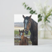 Pferd mit Fohlen-Postkarte Postkarte (Stehend Vorderseite)