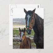Pferd mit Fohlen-Postkarte Postkarte (Vorne/Hinten)