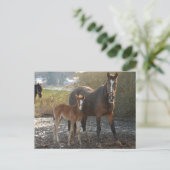 Pferd mit Fohlen-Postkarte Postkarte (Stehend Vorderseite)