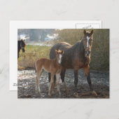 Pferd mit Fohlen-Postkarte Postkarte (Vorne/Hinten)