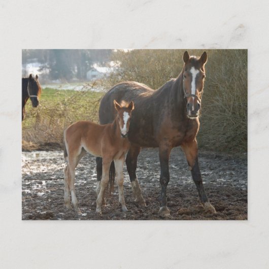 Pferd mit Fohlen-Postkarte Postkarte (Vorderseite)