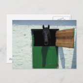Pferd mit französischer Tür abgestoppt Postkarte (Vorne/Hinten)
