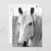 Pferd mit Gras Postkarte (Vorne/Hinten)