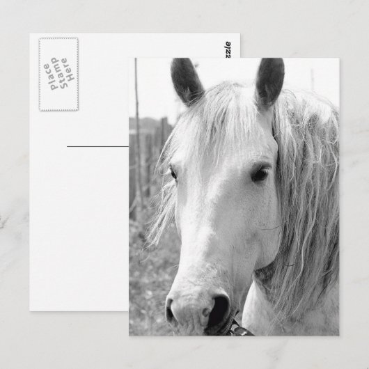 Pferd mit Gras Postkarte (Vorne/Hinten)
