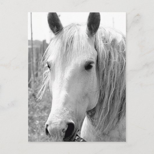 Pferd mit Gras Postkarte (Vorderseite)