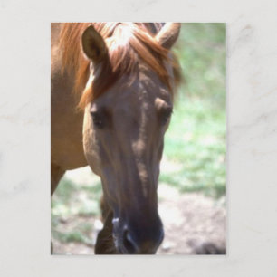 Pferd mit Mane Postkarte
