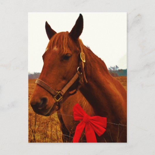 Pferd mit Red Bow Postkarte (Vorderseite)
