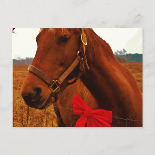 Pferd mit roter Schleife Postkarte (Vorderseite)