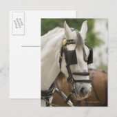 Pferd mit Scheuklappen Postkarte (Vorne/Hinten)