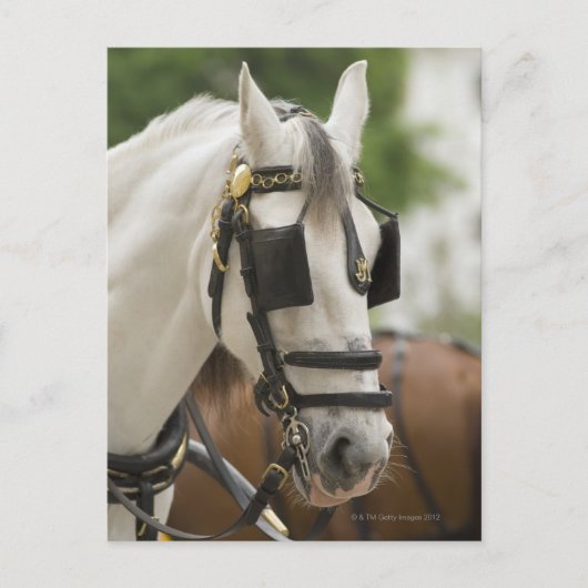 Pferd mit Scheuklappen Postkarte (Vorderseite)