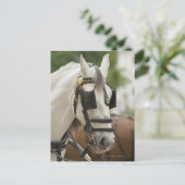 Pferd mit Scheuklappen Postkarte (Stehend Vorderseite)
