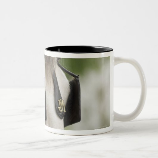 Pferd mit Scheuklappen Zweifarbige Tasse (Rechts)