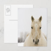 Pferd mit Schnee auf dem Kopf Postkarte (Vorne/Hinten)