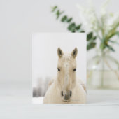 Pferd mit Schnee auf dem Kopf Postkarte (Stehend Vorderseite)