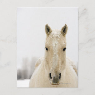 Pferd mit Schnee auf dem Kopf Postkarte