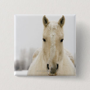 Pferd mit Schnee auf Kopf Button