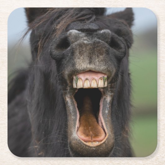 Pferd mit seinen Zähnen Rechteckiger Pappuntersetzer (Vorderseite)
