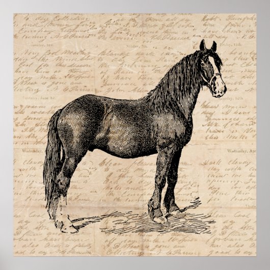 Pferd mit Skriptpapier Poster (Vorne)