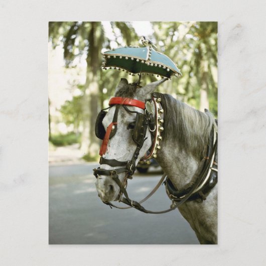 Pferd mit Sonnenschirm, Madrid, Spanien Postkarte (Vorderseite)