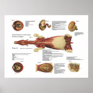 Pferd Muscles Organ-Anatomie-Plakat-Diagramm Poster