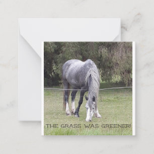 Pferd 'n Zaun! Postkarte