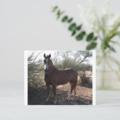 Pferd nahe Autobahn 89 Postkarte (Stehend Vorderseite)