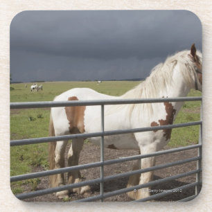 Pferd nahe einem Zaun Untersetzer