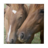 Pferd Nuzzle Fliese (Vorderseite)