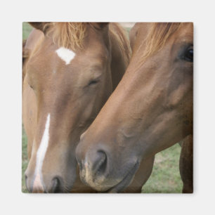 Pferd Nuzzle quadratischen Magneten Magnet