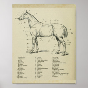 Pferd-Oberflächenanatomie-Druck Poster