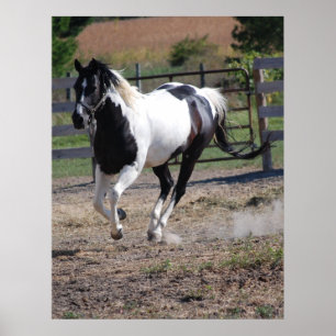 Pferd/Paint Pin Poster