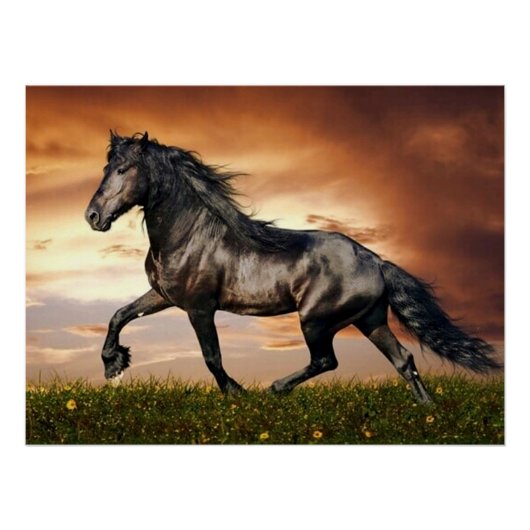 Pferd Poster (Vorderseite)