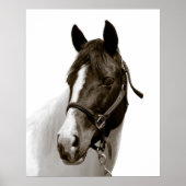 Pferd Poster (Vorne)