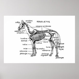 Pferd Poster