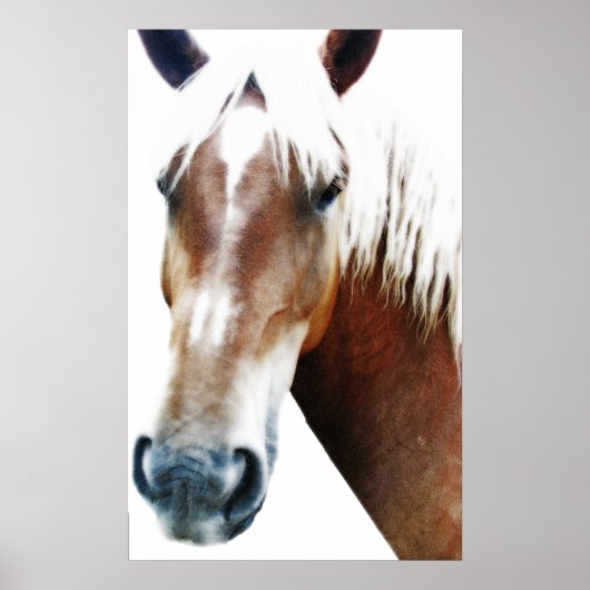 Pferd Poster (Vorne)