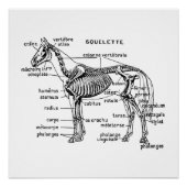 Pferd Poster (Vorderseite)