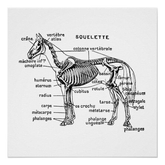 Pferd Poster (Vorderseite)