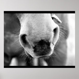 Pferd Poster