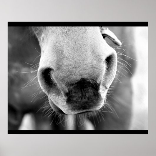 Pferd Poster (Vorne)