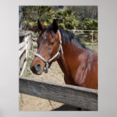 Pferd Poster (Vorne)