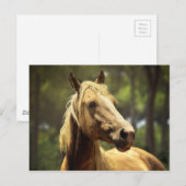 Pferd Postkarte (Vorne/Hinten)