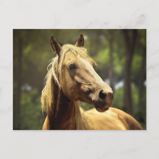 Pferd Postkarte (Vorderseite)