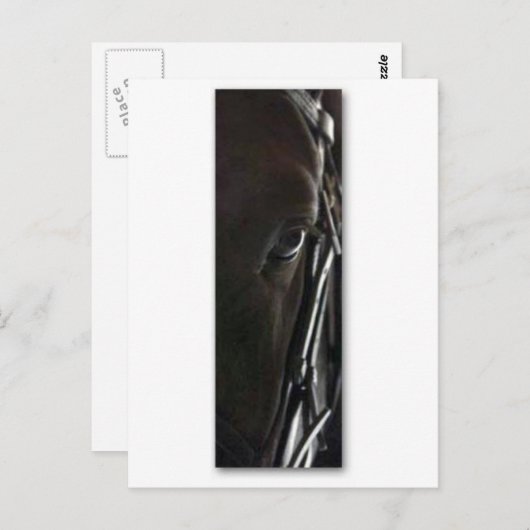 Pferd Postkarte (Vorne/Hinten)
