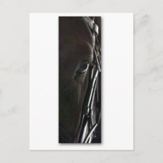 Pferd Postkarte (Vorderseite)