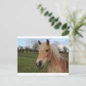 Pferd Postkarte (Stehend Vorderseite)