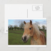 Pferd Postkarte (Vorne/Hinten)