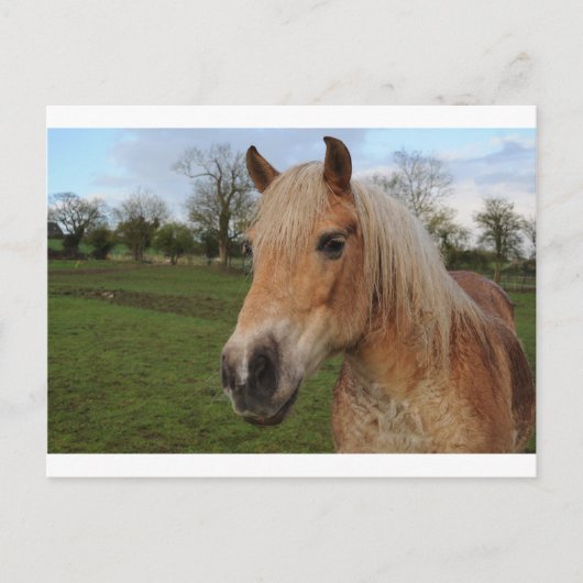 Pferd Postkarte (Vorderseite)