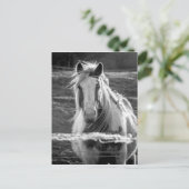 Pferd Postkarte (Stehend Vorderseite)